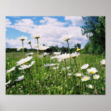 Daisy Sky Print