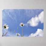 Daisy sky print