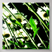 Daisy Stems Poster