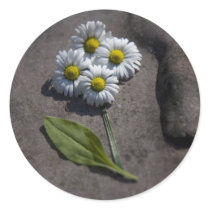 'Daisy' sticker