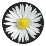 Daisy Sticker