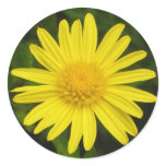 Daisy Sticker