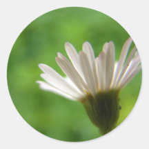 Daisy Sticker