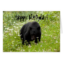 Daisy The Black Bear; Happy Birthday Greeting Cards