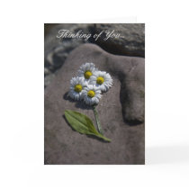 'Daisy' Thinking of You.. Card