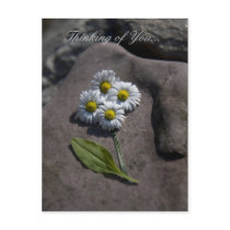 'Daisy' Thinking of You.. Postcard