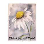 daisy, Thinking of You! postcards
