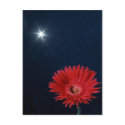 Daisy Under Sun postcards