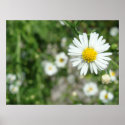 Daisy Weed in Bloom posters