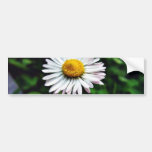 Daisy White Flower Bumper Sticker