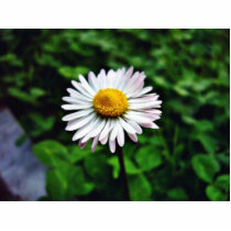 Daisy White Flower Acrylic Cut Outs