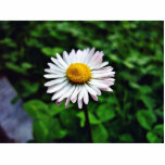 Daisy White Flower photo sculptures