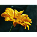 Daisy With Raindrops photo sculptures
