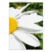 Daisy with Water Drops Greeting Cards