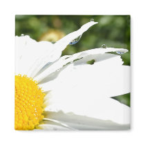 Daisy with Water Drops Refrigerator Magnets