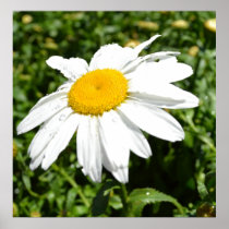 Daisy with Water Drops Poster
