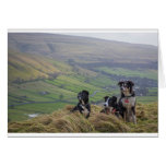 Dales dogs greeting card