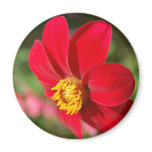 Dalhia magnets