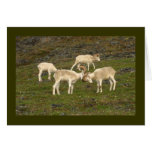 Dall Sheep Greeting Cards