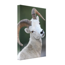 Dall Sheep Gallery Wrap Canvas
