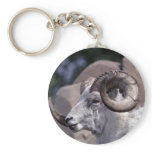 Dall sheep (Large ram) Keychains