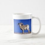 Dall sheep (Large ram on snowy skyline) Mug