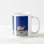 Dall sheep (Large ram on snowy skyline) Coffee Mugs