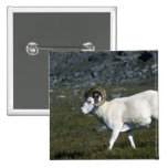 Dall sheep (Large ram) Pinback Buttons