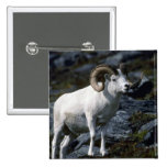 Dall sheep (Large ram) Pins