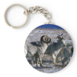 Dall sheep (Mixed band) Keychains