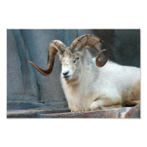 Dall Sheep Photo