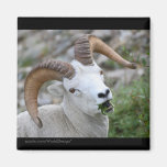 Dall Sheep Refrigerator Magnet