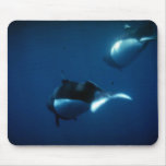Dall's porpoise mousepads