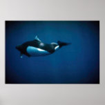Dall's porpoise posters