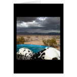 Dalmatian and Pool Card