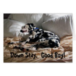 Dalmatian Down Stay Card
