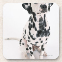 Dalmatian Drink Coasters