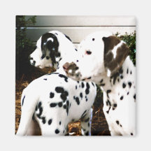Dalmatian "Fatty Puppies"  ~ Magnet