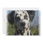 Dalmatian Invitation