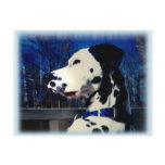 Dalmatian "Kelso" ~ Postcard