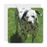 Dalmatian Photo Invitation