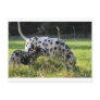 Dalmatian Post Card