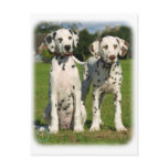 Dalmatian puppies 9A43D-10 postcards