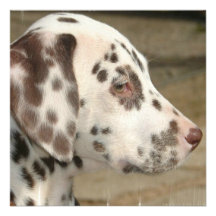 Dalmatian Puppy  Invitations