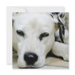 Dalmatian Resting  Invitations