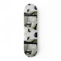 Dalmatian Resting  Skateboard