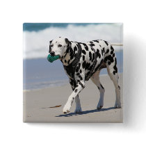 Dalmatian - Solo