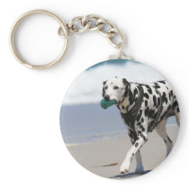 Dalmatian - Solo