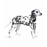 Dalmatian t-shirts