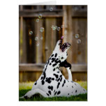 Dalmatian with bubbles cards